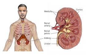 Kidney Cancer: Early Detection and Treatment Options